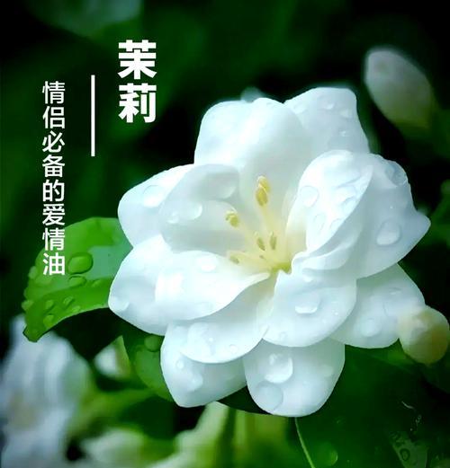 茉莉花象征着怎样的爱情？