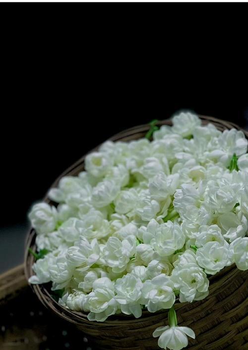 茉莉花象征着怎样的爱情？