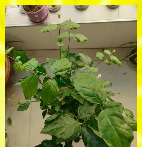 茉莉花象征着怎样的爱情？