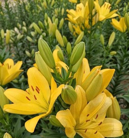 黄色花的象征意义是什么？黄色花在不同场合的寓意？