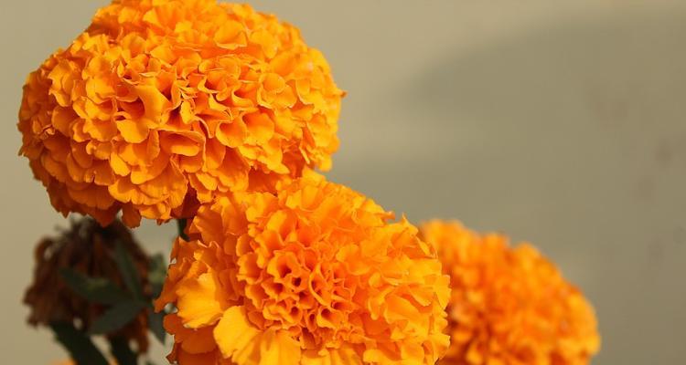 橙色的花有哪些？哪种寓意最好看？