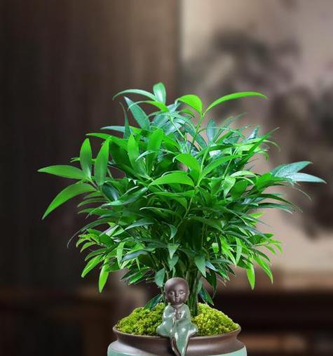 哪种花象征家庭平安？家庭平安的花语是什么？