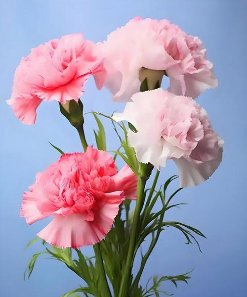 母亲节一朵简单花的寓意是什么？它代表了什么？
