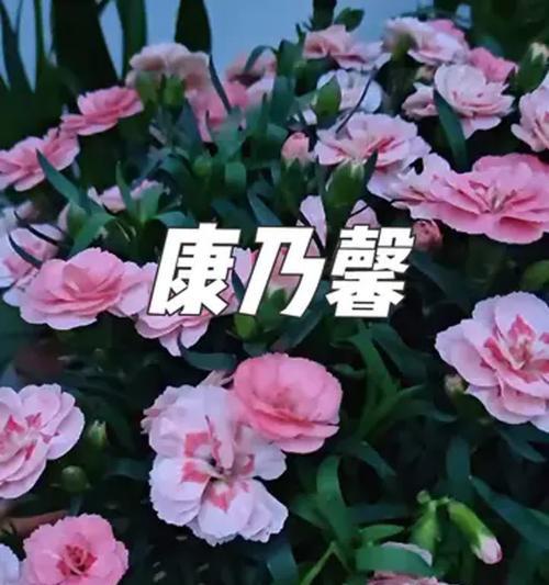 母亲节送什么花寓意好？花语有哪些选择？