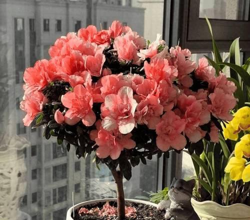红色花入宅有什么寓意？红色花的寓意是什么？