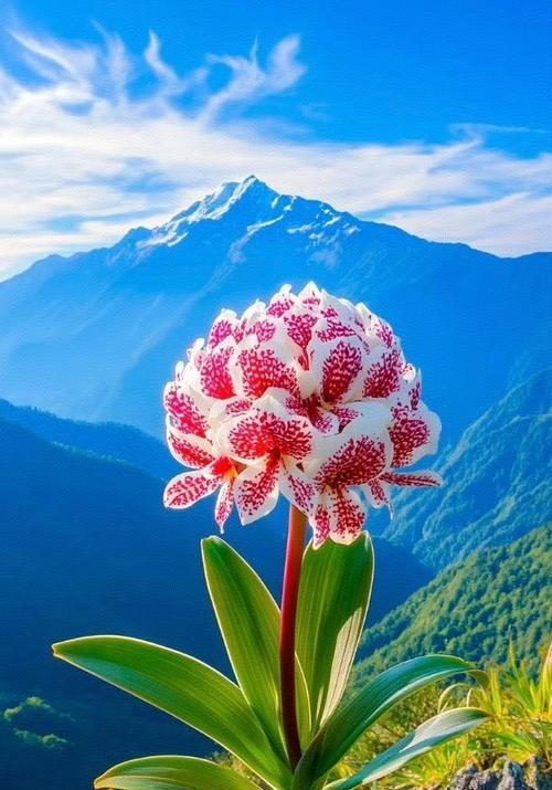 寓意吉祥的花有哪些？吉祥花语分别是什么？
