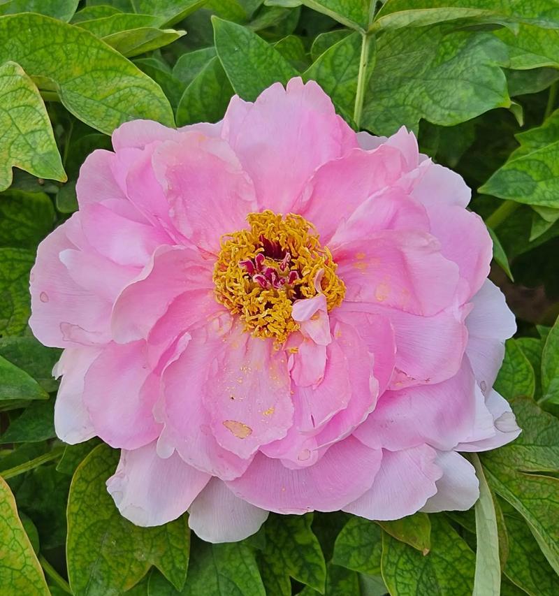 寓意吉祥的花有哪些？吉祥花语分别是什么？