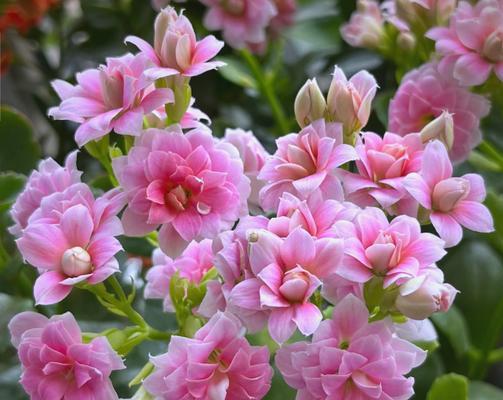 哪些花代表长寿？它们的寓意和特点是什么？