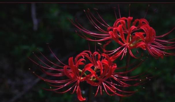 象征死亡的红色花是什么？红色花朵为何与死亡相关联？
