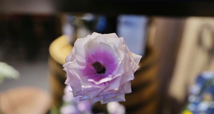 紫色牡丹手捧花代表什么？紫色牡丹花语的深层含义是什么？