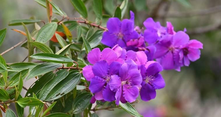 紫色牡丹手捧花代表什么？紫色牡丹花语的深层含义是什么？