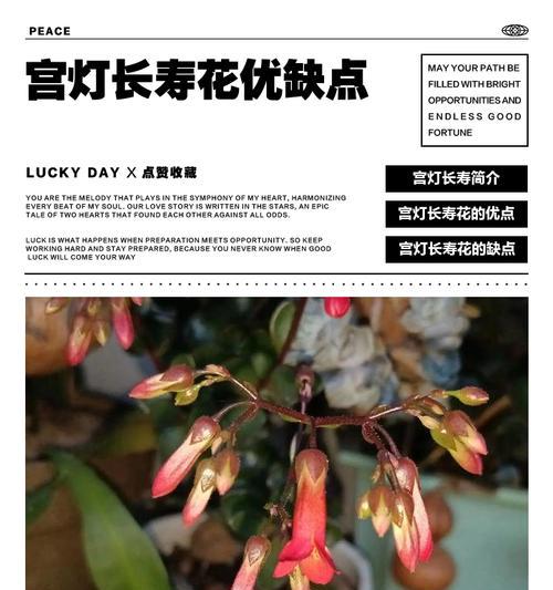 宫灯单瓣长寿花有何寓意？它在传统中象征着什么？