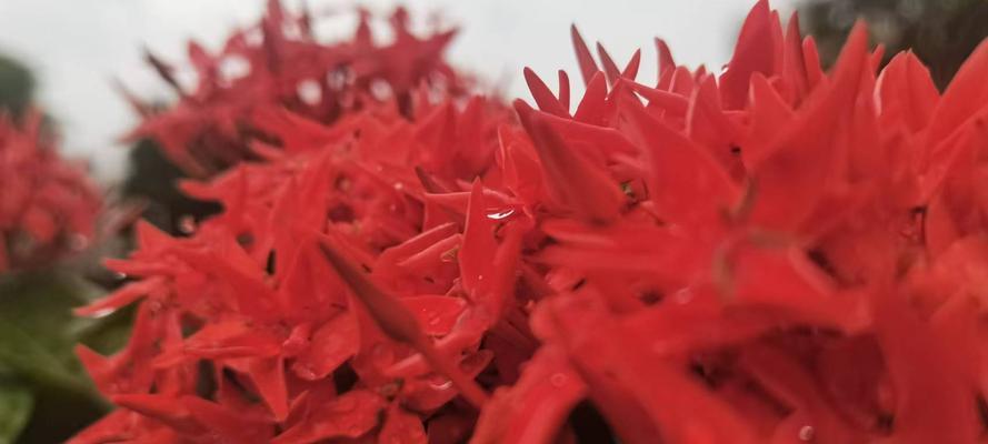 热情阳光的红色花有哪些？红色花热情阳光的寓意是什么？