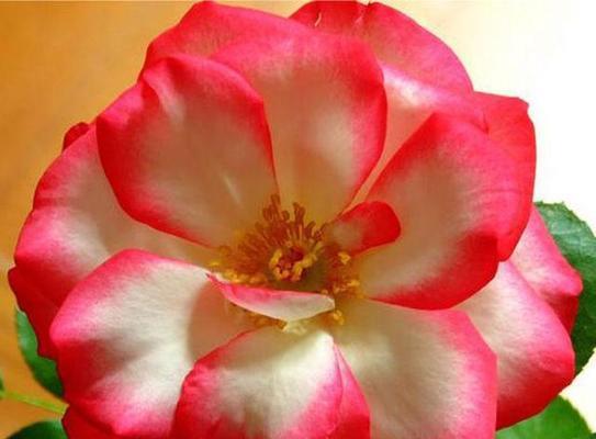 红色月季花象征什么？送礼时的特别含义是什么？