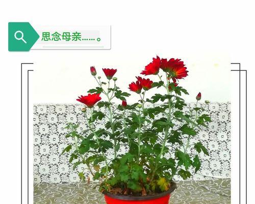 象征思念哀怨的红白色花是什么？它有什么特别的含义？