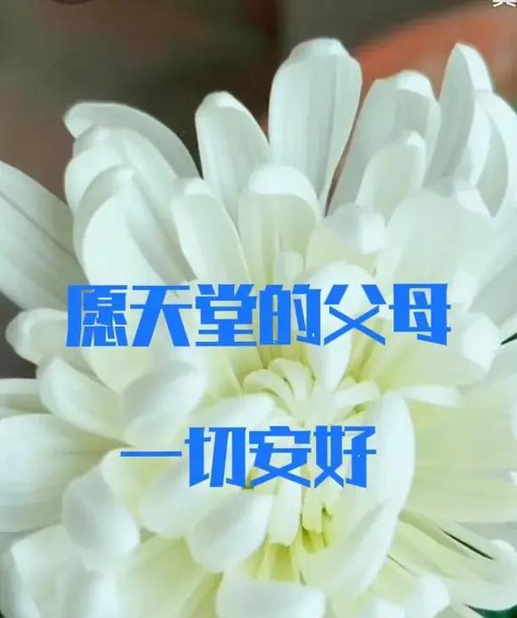 象征思念哀怨的红白色花是什么？它有什么特别的含义？