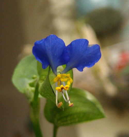哪些植物花寓意着成功？