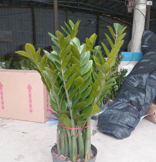 哪些植物花寓意着成功？