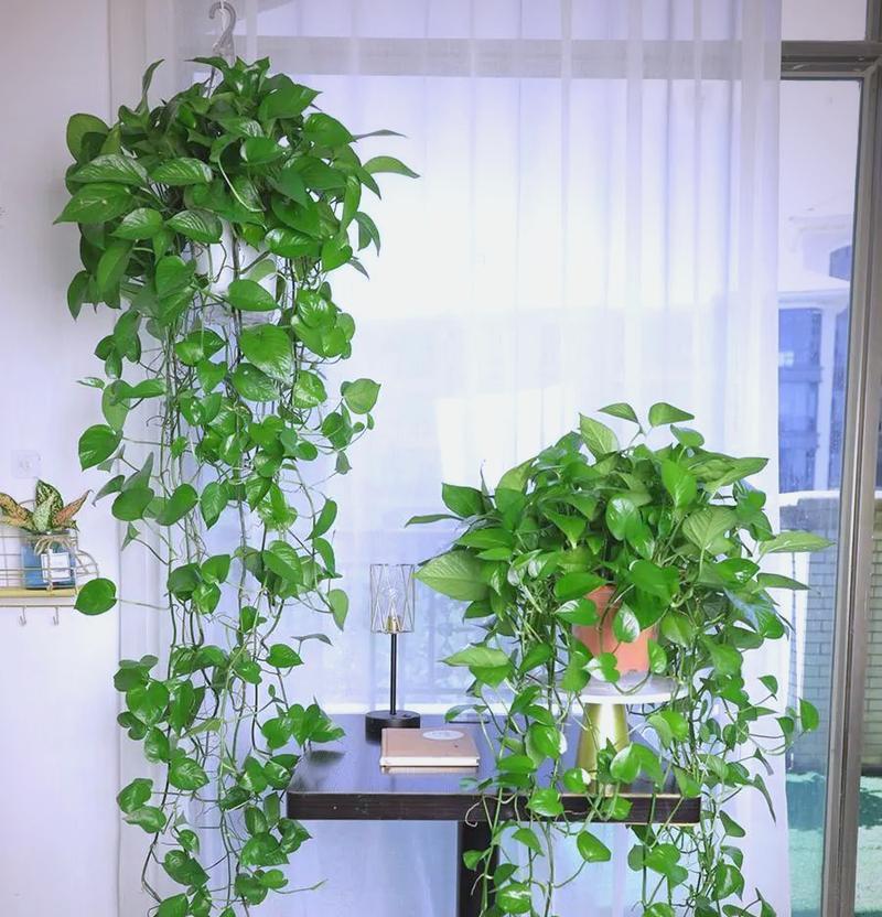绿萝花的创作背景及其象征意义是什么？