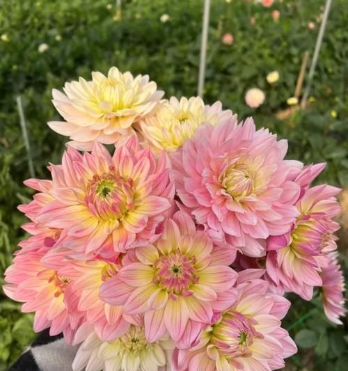 花材颜色代表什么寓意？如何选择合适的花材颜色？