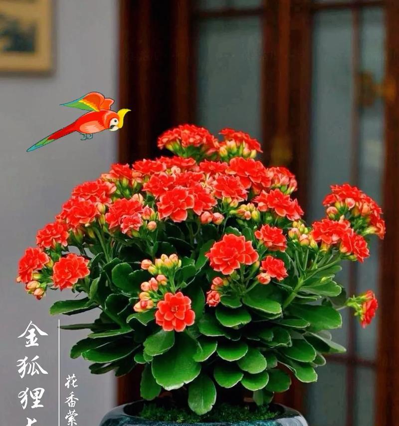 长寿花的寓意是什么？它在生活中有哪些象征意义？