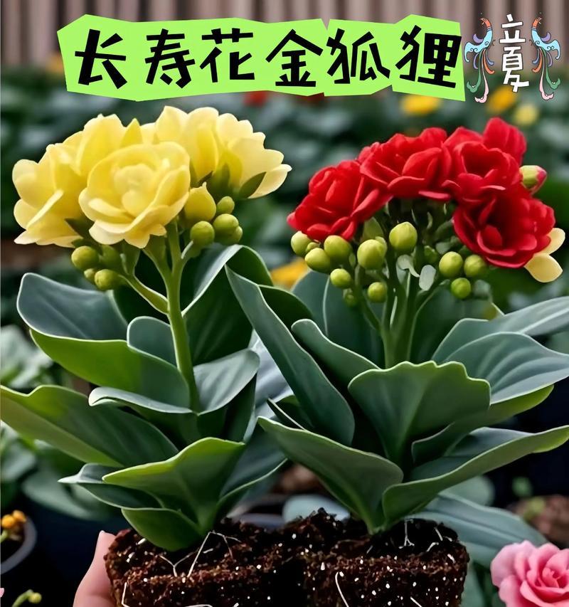 长寿花的寓意是什么？它在生活中有哪些象征意义？