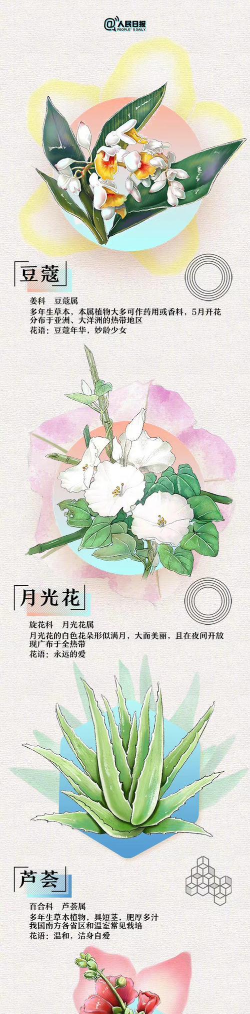 各种花语中哪些最浪漫？它们的寓意是什么？