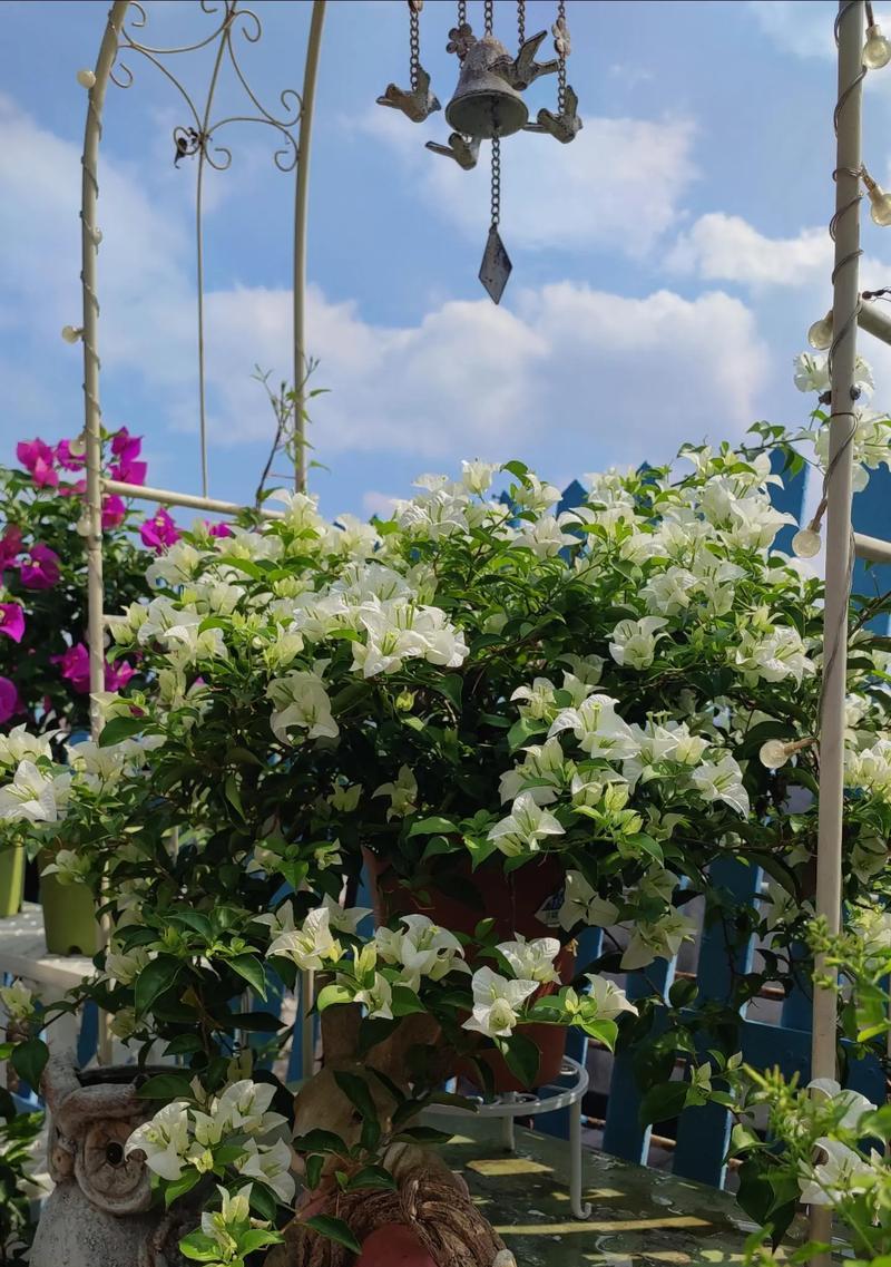 中秋节送什么花最合适？它们象征着什么？