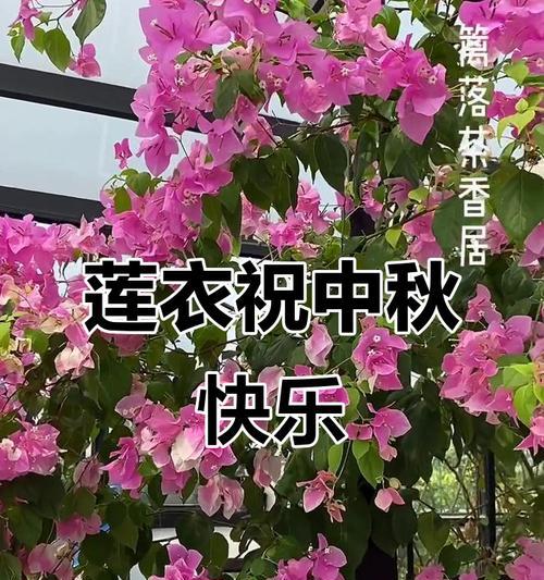 中秋节送什么花最合适？它们象征着什么？