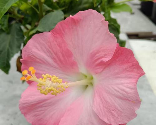粉色朱槿花象征什么？粉色朱槿花的寓意有哪些？