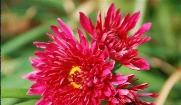 红色橘花的含义和象征意义是什么？它代表了什么情感？