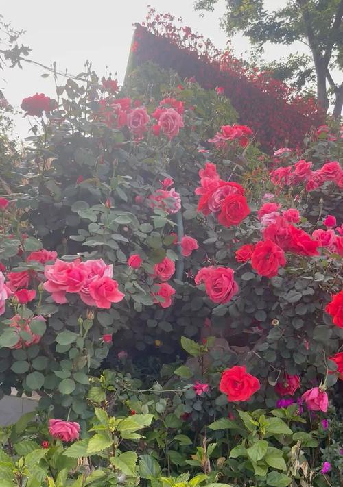 粉色花与黄色搭配的寓意是什么？两种颜色搭配的花语解读339