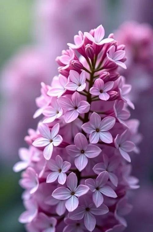 紫色花代表什么？紫色和花的含义有哪些？