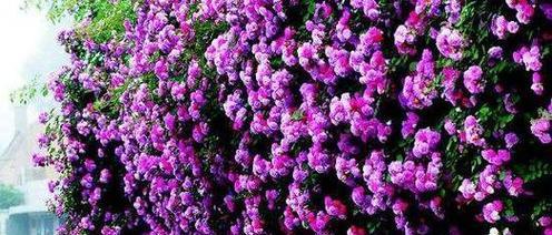 紫色花代表什么？紫色和花的含义有哪些？