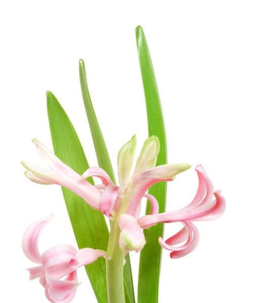 琥珀色的花代表什么意义？琥珀色花卉的花语是什么？