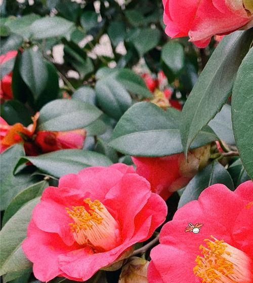红色含笑花象征着什么？红色含笑花的寓意有哪些？