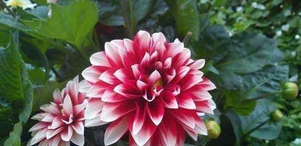 红色含笑花象征着什么？红色含笑花的寓意有哪些？
