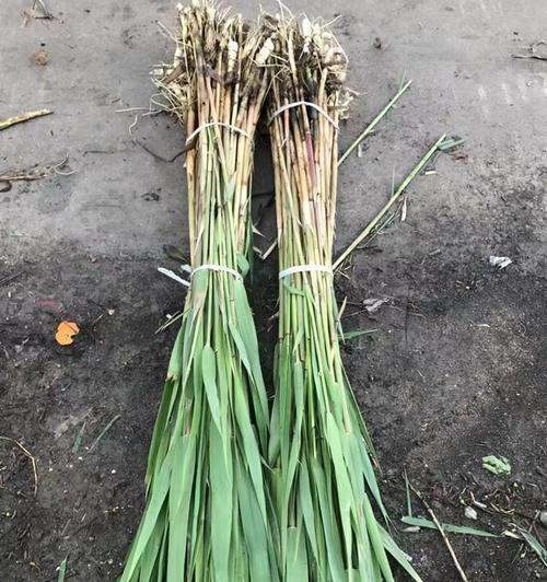 芦苇花的文化意义是什么？芦苇花在传统中象征什么？