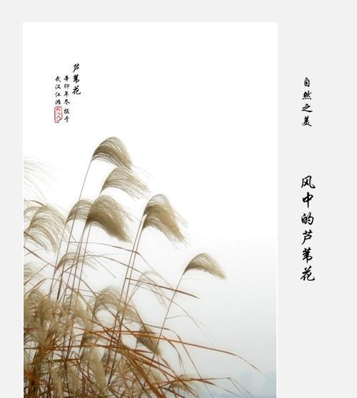 芦苇花的文化意义是什么？芦苇花在传统中象征什么？