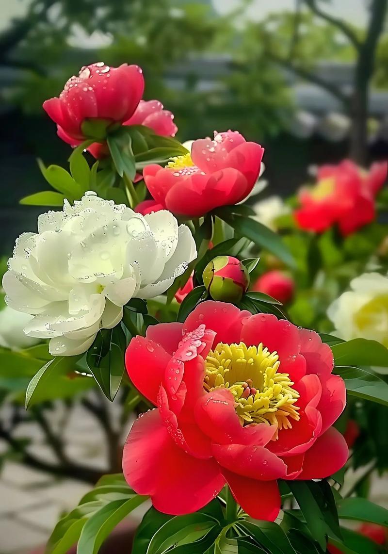 牡丹花的富贵象征意义是什么？牡丹花象征着什么？