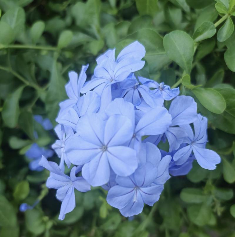 蓝色花的含义是什么？蓝色花卉代表什么？