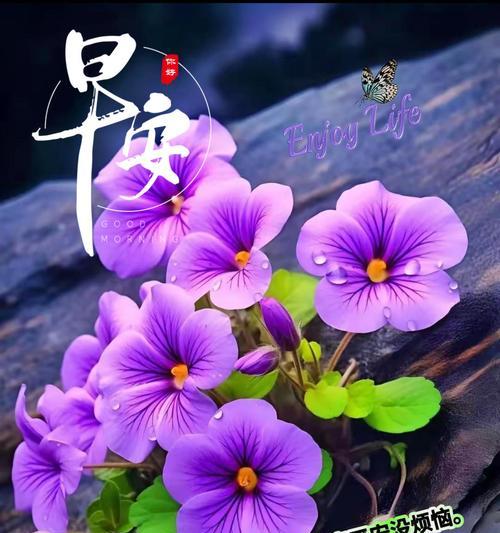 哪种花寓意每天快乐？