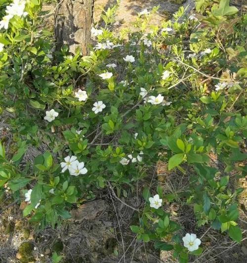 纯白色花的寓意？什么花的寓意是拥抱爱情？