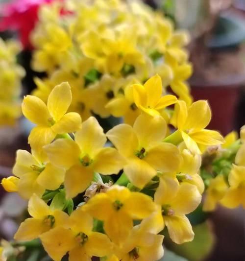 长寿花绿植代表什么？长寿花的寓意和象征是什么？