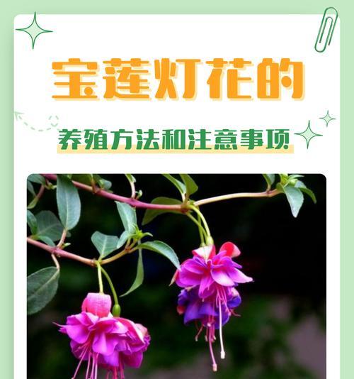 有哪些花寓意着分手祝福？它们为何被这样理解？