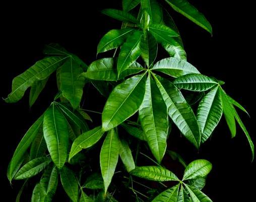 绿色花植物象征什么？绿色花卉的寓意有哪些？