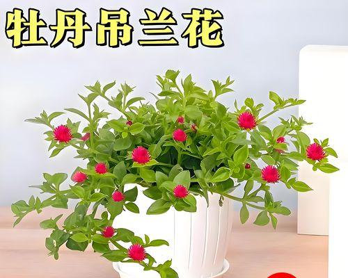绿色花植物象征什么？绿色花卉的寓意有哪些？