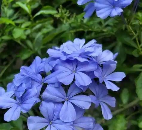 蓝色渲染花的花语和寓意是什么？
