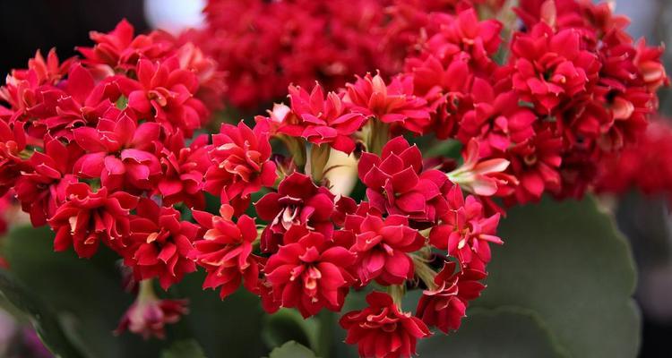 哪些花语象征长寿吉祥？长寿吉祥花束配花有哪些？