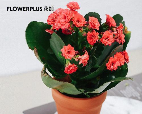 哪些花语象征长寿吉祥？长寿吉祥花束配花有哪些？